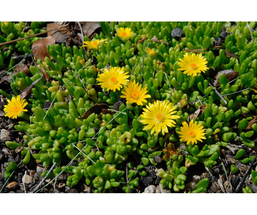 Yellow Iceplant